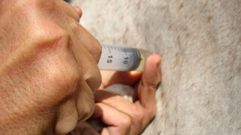 Administering an IM injection on a horse